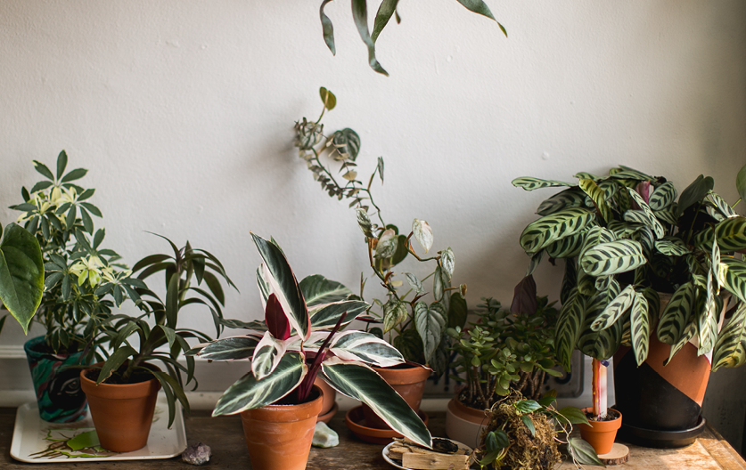 Indoor houseplants